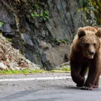 O turistă a fost atacată de urs lângă un hotel din Argeș. Ar fi vrut să facă poză cu animalul - Foto: Arhiva