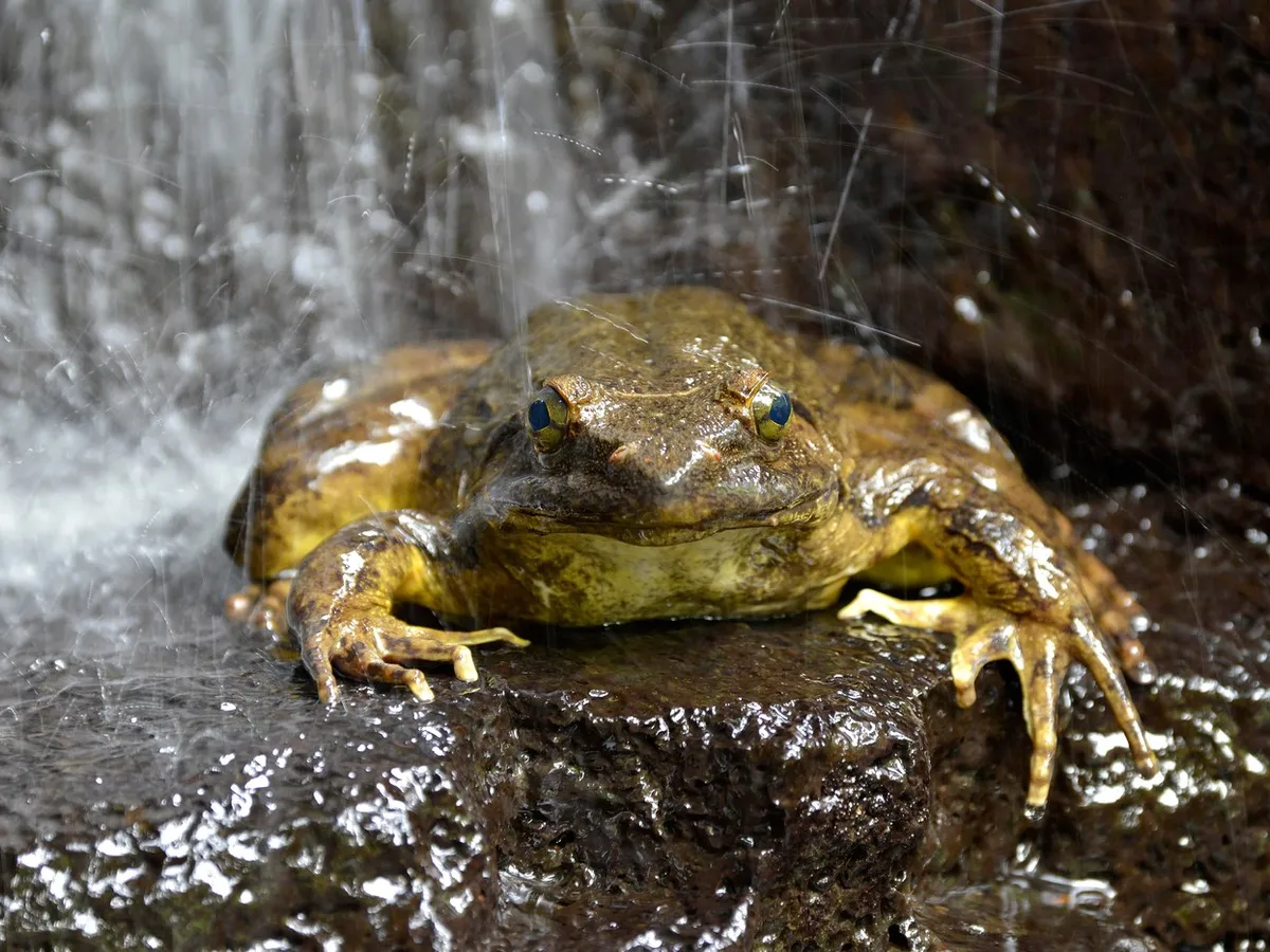 Cea mai mare broască din lume cântărește cât o pisică și nu orăcăie. Unde trăiește această specie uriașă?