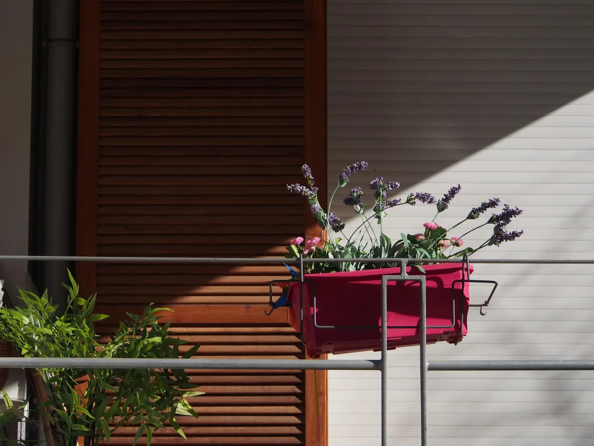 Planta pe care să o ai în balcon dacă vrei să scapi de țânțari. N-ai nevoie nici de plasă - Foto: Freepik (imagine cu rol ilustrativ)