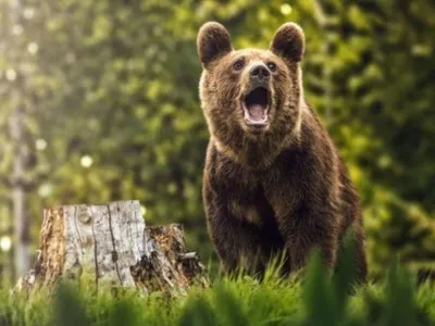 Ciobanul scăpat din ghearele ursului în Suceava şi adus la Iaşi, detubat. Va mai fi operat/FOTO: ziaruldeiasi.ro