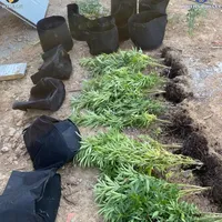 Cultură de cannabis descoperită de DIICOT- Foto: DIICOT