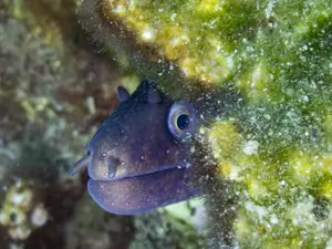 VIDEO Cel mai misterios pește din Ocean. Acceptă să fie mâncat ca să evadeze din burta rechinului - Foto: Profimedia Images