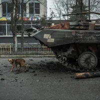 Sute de câini găsiți morți de foame într-un adăpost ucrainean luat de trupele rusești/FOTO: Reuters