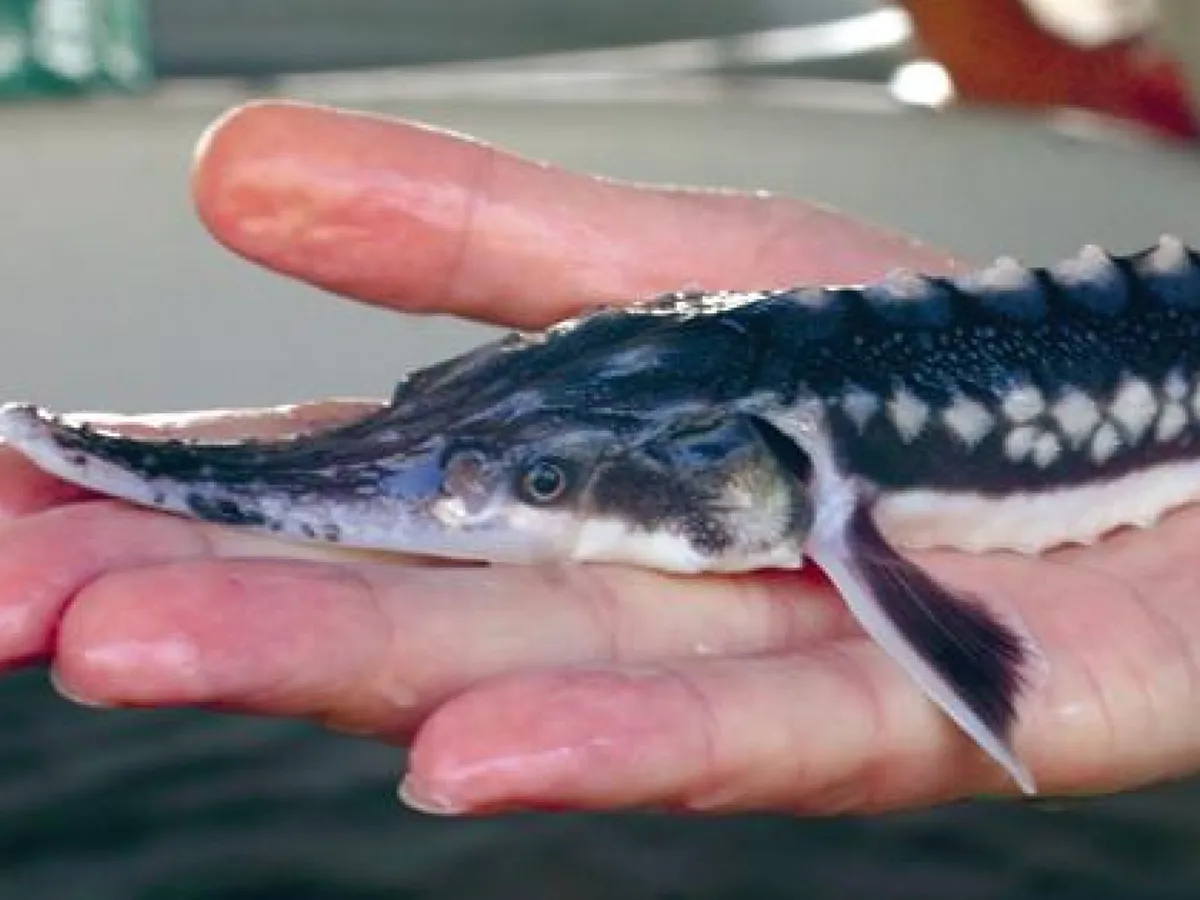 Speciile de sturion din Dunăre, pe lista roşie privind speciile ameninţate cu extincţia. / Foto: digi24.ro