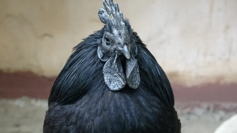 Cocoș rasa Ayam Cemani