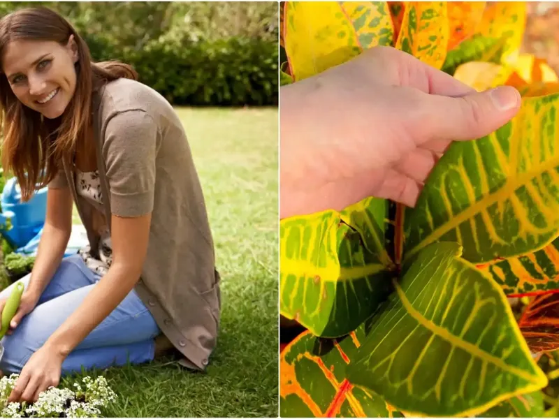 Ingredientul din bucătărie care pune capăt frunzelor galbene ale plantelor tale. Remediul natural  - Foto: Istock / imagine cu rol ilustrativ