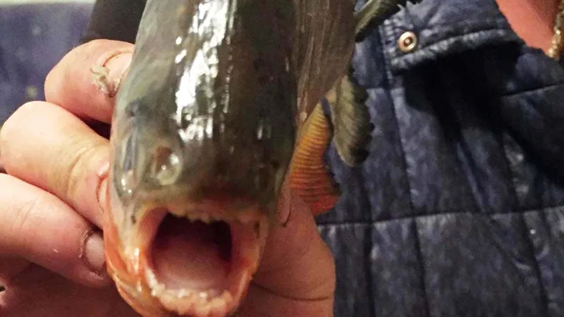 Mai mulți pești Piranha au fost prinși de localnici în weekend Foto: jurnalmm.ro
