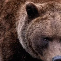 Bărbat la un pas de moarte după ce a fost atacat de urs pe o pășune. A ajuns la spital cu răni grave - Foto: istock / imagine cu rol ilustrativ