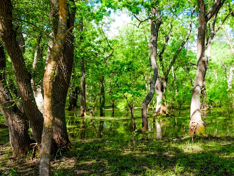 Pădurile din România ce-i fascinează pe străini