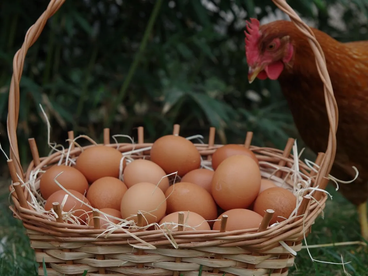 O găină privește către un coș cu ouă - Foto: Pixabay (cu rol ilustrativ)