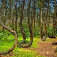 Misterele Pădurii Hoia-Baciu. Ce se întâmplă în „Triunghiul Bermudelor” din Transilvania? - Foto: clujazi.ro