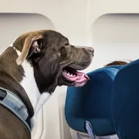Un avion și-a schimbat traseul din cauza unui câine care era la bord. Ce a făcut patrupedul? - Foto: Profimedia / imagine rol ilustrativ
