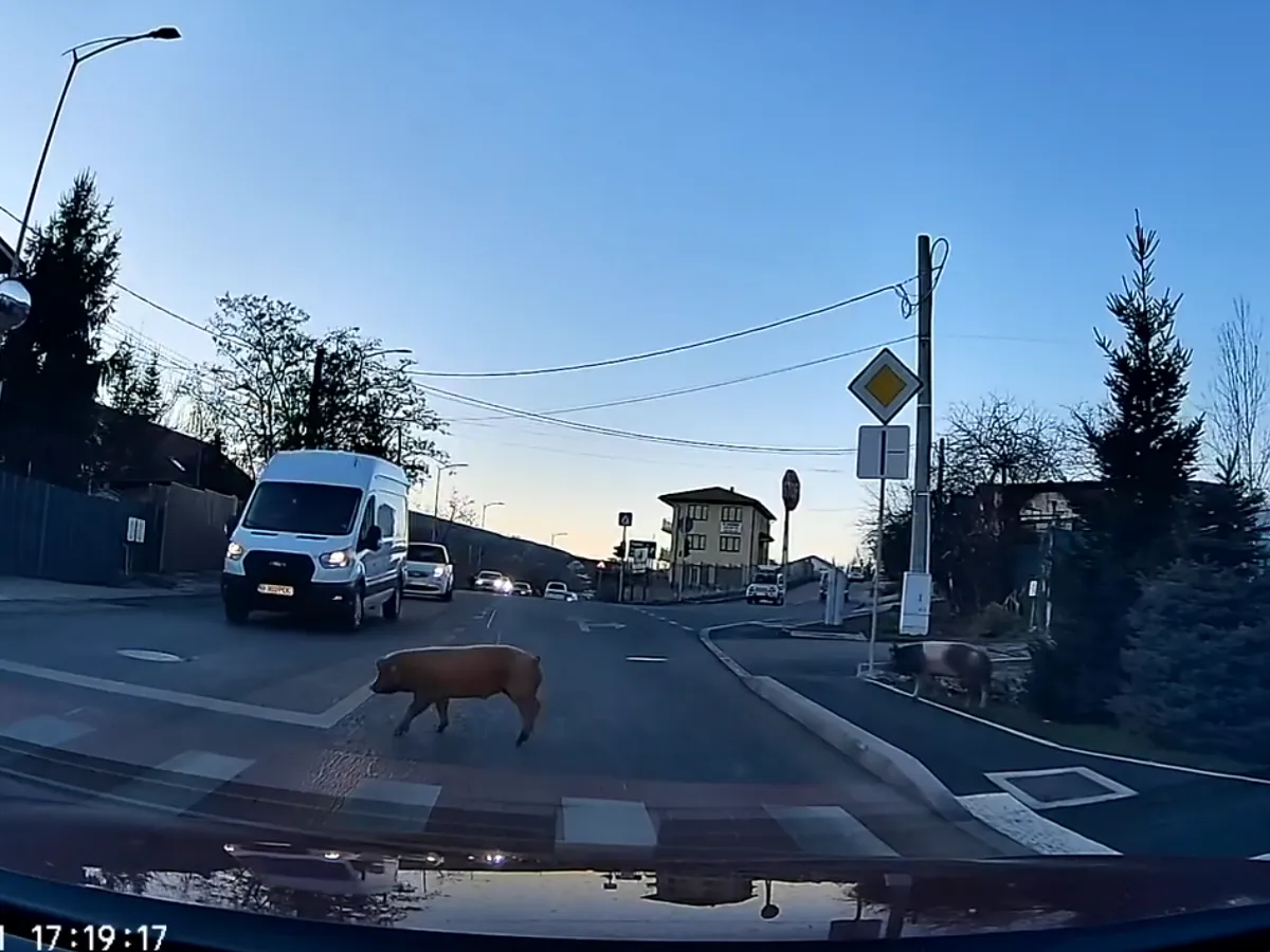 Imagini virale din Cluj, după ce doi porci au fost surprinși traversând strada cu simț de răspundere - Foto: Stiri de Cluj