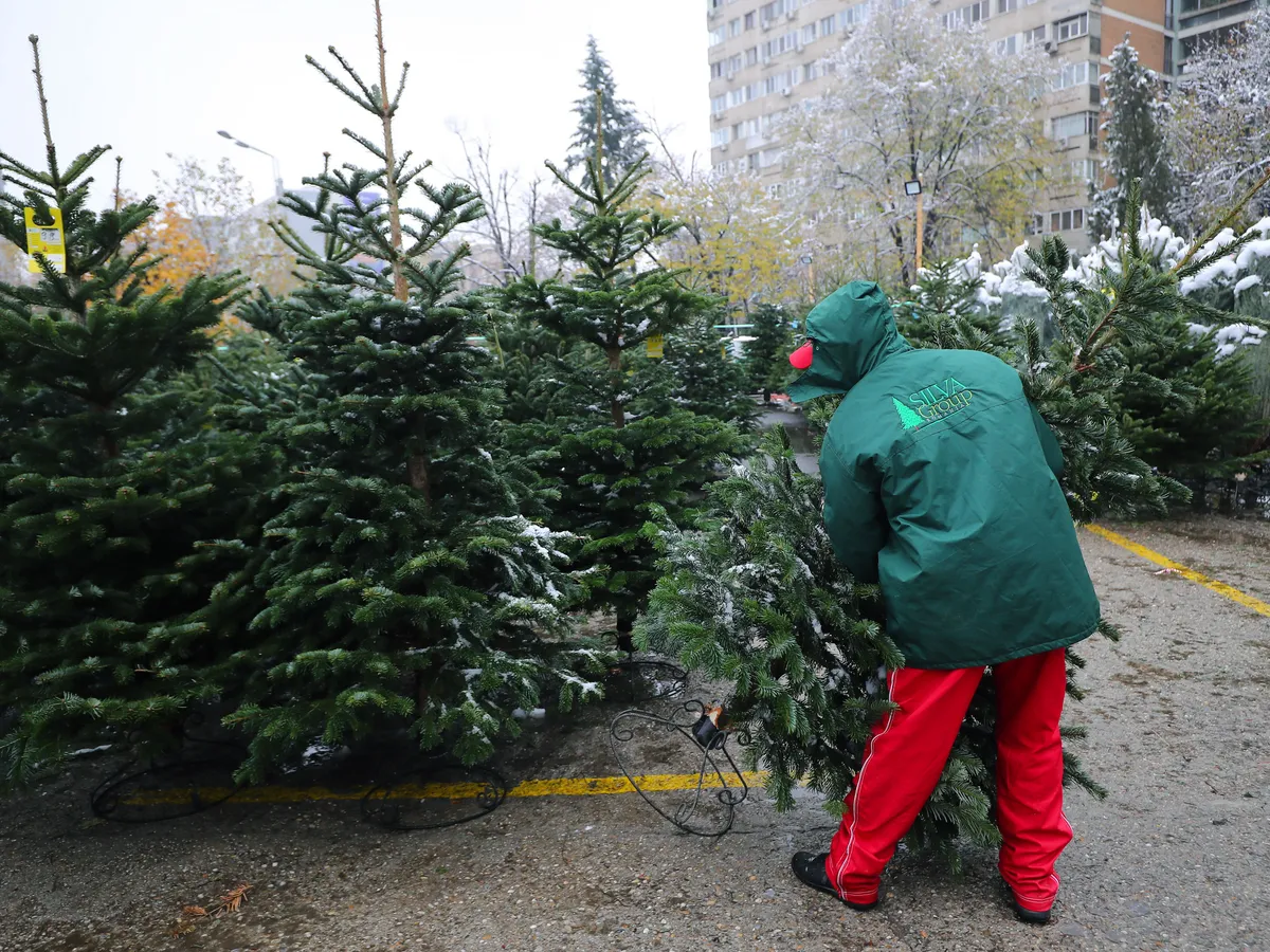 Romsilva oferă la vânzare peste 16.000 de pomi de Crăciun. Ce prețuri au și de unde se pot cumpăra