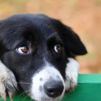 O nouă ediţie a târgului de adopţii de căţei din centrele ASPA, în weekend, în Parcul Circului. / Foto: adevarul.ro