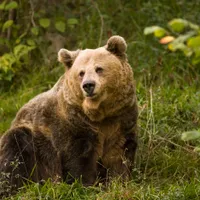 Ministrul Mediului a solicitat CE reevaluarea stării de conservare a populaţiei de urs brun - Foto: Profimedia Images/ Imagine cu caracter ilustrativ