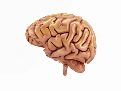 Creier Foto: Freepik (imagine cu rol ilustrativ)
