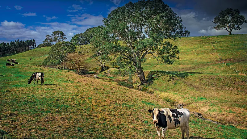 Furnicarul, Adelaide Hills, Australia
