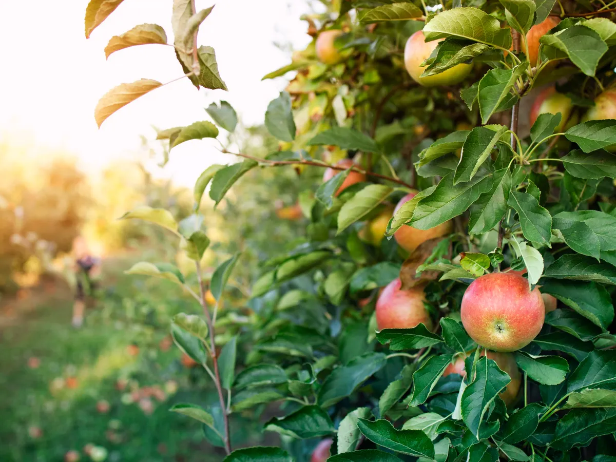 Nu te grăbi să tunzi iarba din livezi. Poți face un rău uriaș cu această mișcare întregii grădini