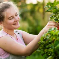 Femeie care culege agrișe - Foto: Magnific.com (Imagine cu rol ilustrativ)