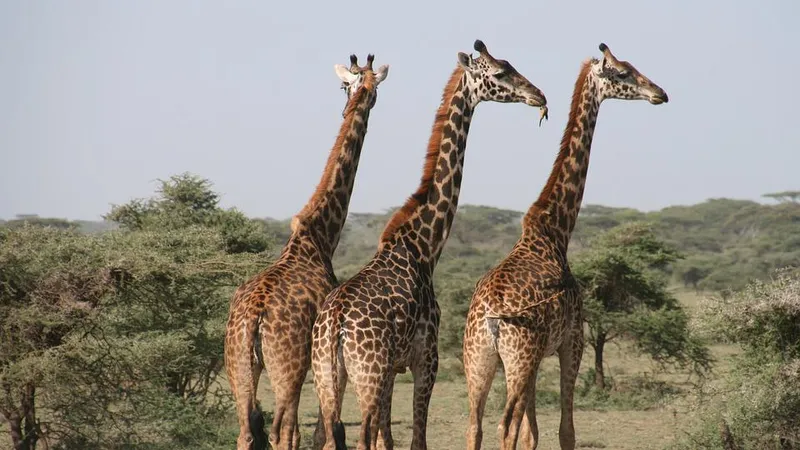 De ce au girafele gâtul lung / FOTO: pixabay.com