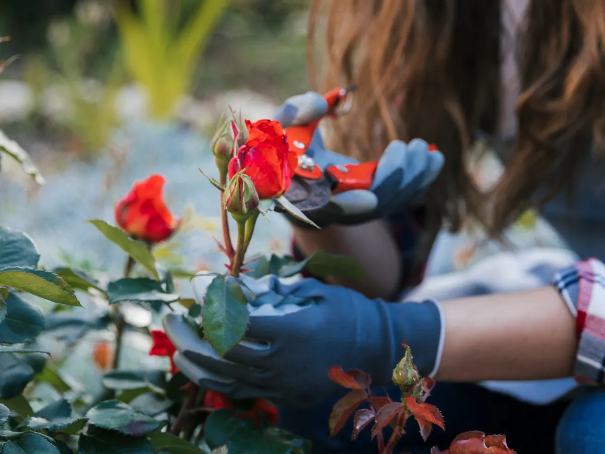 Cum îți poți salva trandafirii de îngheț cu un obiect banal din casă. Trucul folosit de grădinari
