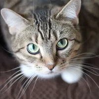 O pisică i-a salvat viața stăpânului în ultima clipă. Reacția animalului i-a lăsat pe toți mască Foto: Pexels (fotografie cu caracter ilustrativ)