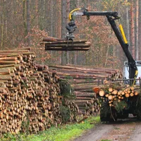 INS: Volumul de masă lemnoasă pe picior vândută în 2020 în România a fost de 9,128 milioane m3. / Foto; mediafax.ro