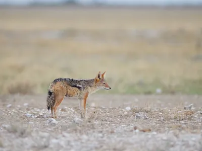 Șacal Foto: Freepik (imagine cu rol ilustrativ)