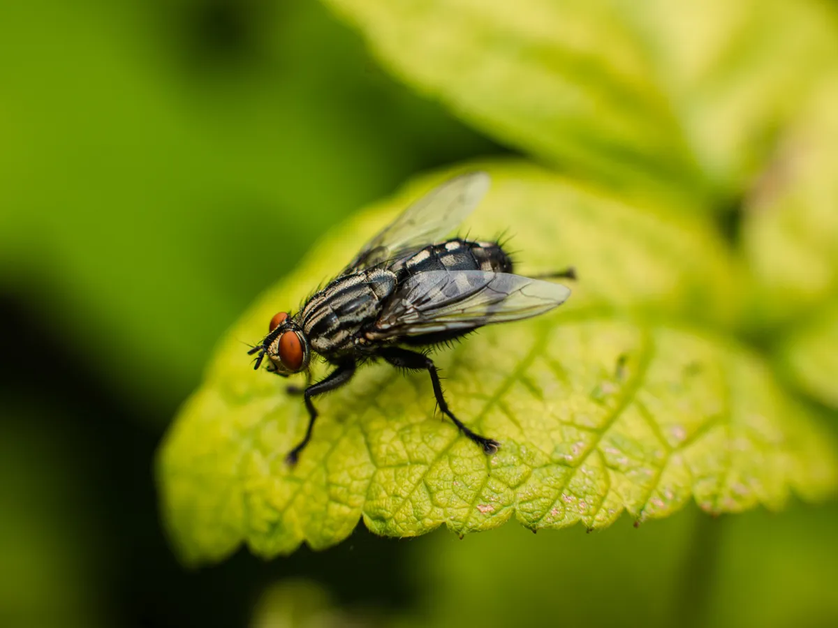 Muscă - Foto: Freepik (Imagine cu rol ilustrativ)