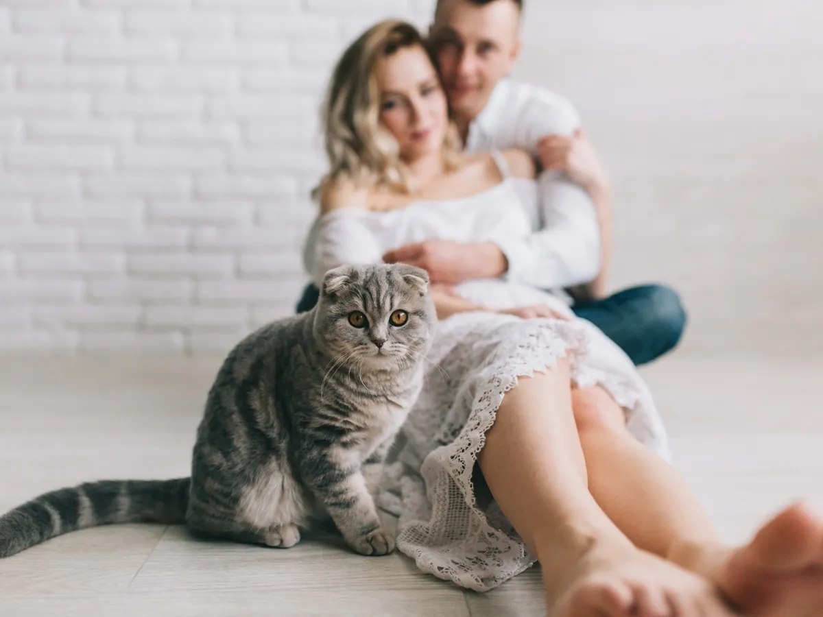 Pisică - Foto: Freepik (Imagine cu rol ilustrativ)