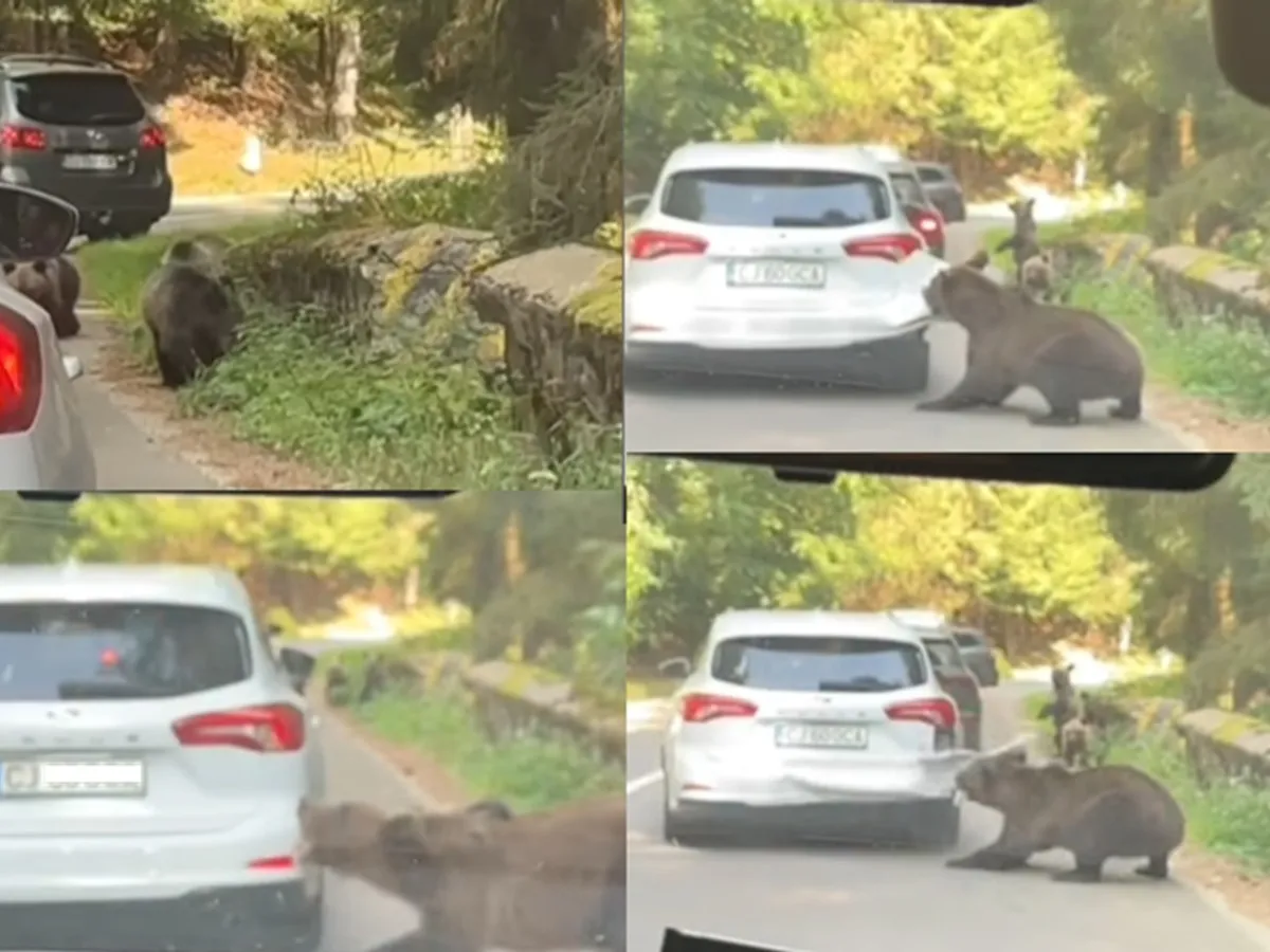O ursoaica ataca o mașină - Foto: captură Facebook