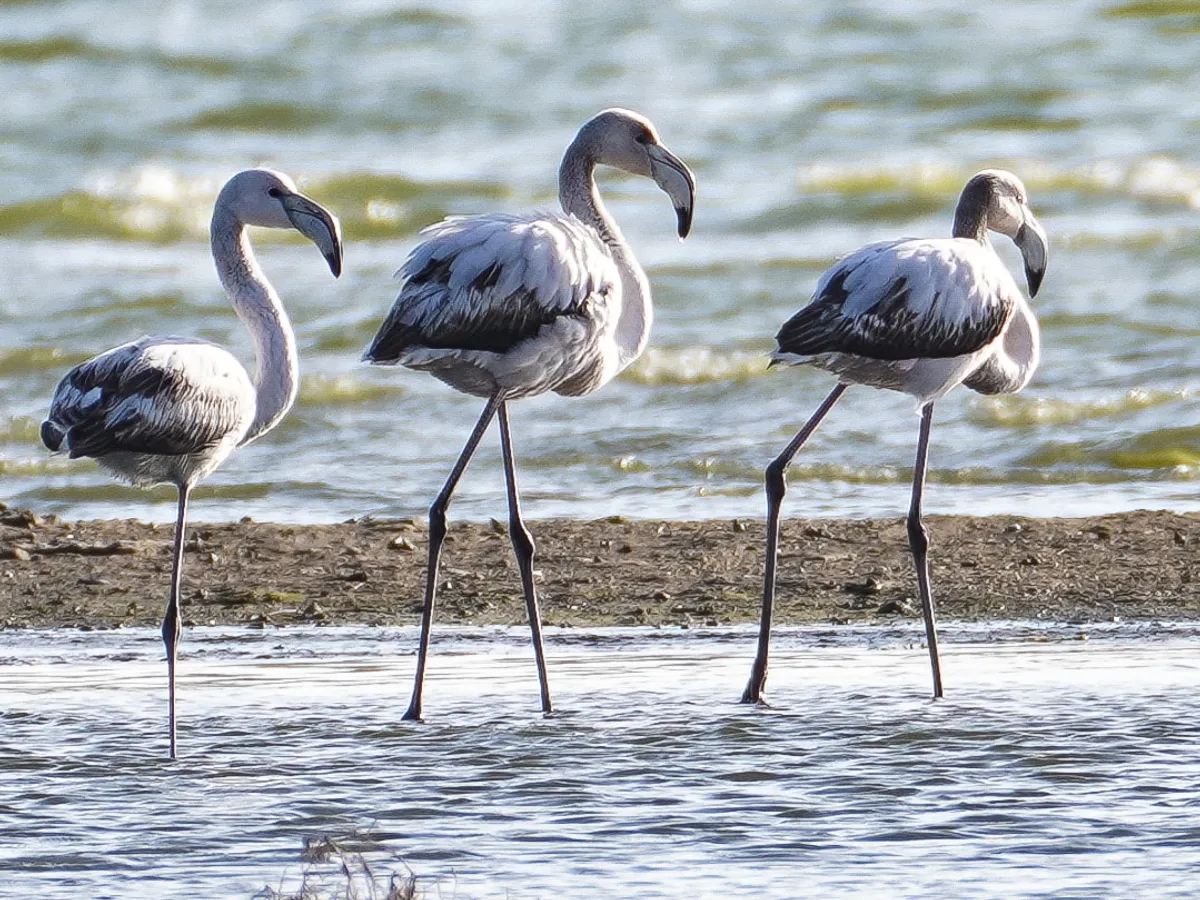 Păsări Flamingo - Foto: Auris Luca