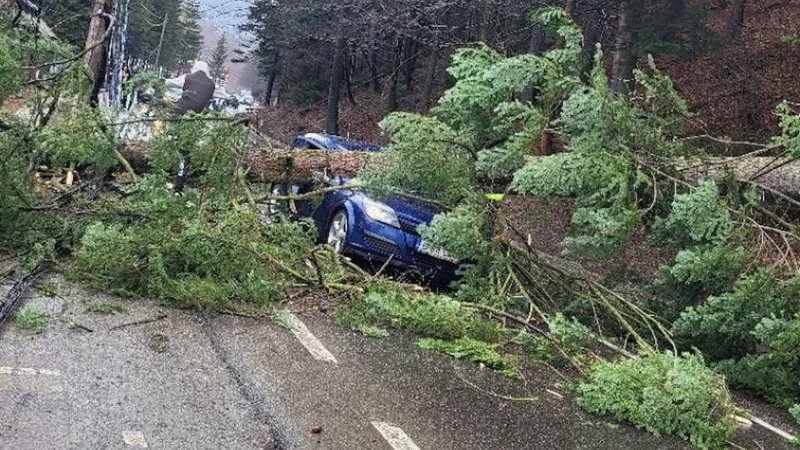 Un brad uriaș a căzut peste o mașină aflată în mers, la Azuga - Foto: ISU Prahova