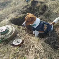 VIDEO Un câine, care a adulmecat sute de bombe și mine rusești, decorat de președintele Zelenski / Profimedia