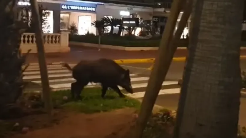 Un porc mistreț la Cannes Foto: captură video