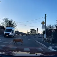 Imagini virale din Cluj, după ce doi porci au fost surprinși traversând strada cu simț de răspundere - Foto: Stiri de Cluj