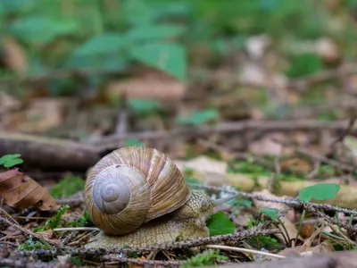 Melc în grădină - Foto: Magnific.com (Imagine cu rol ilustrativ)