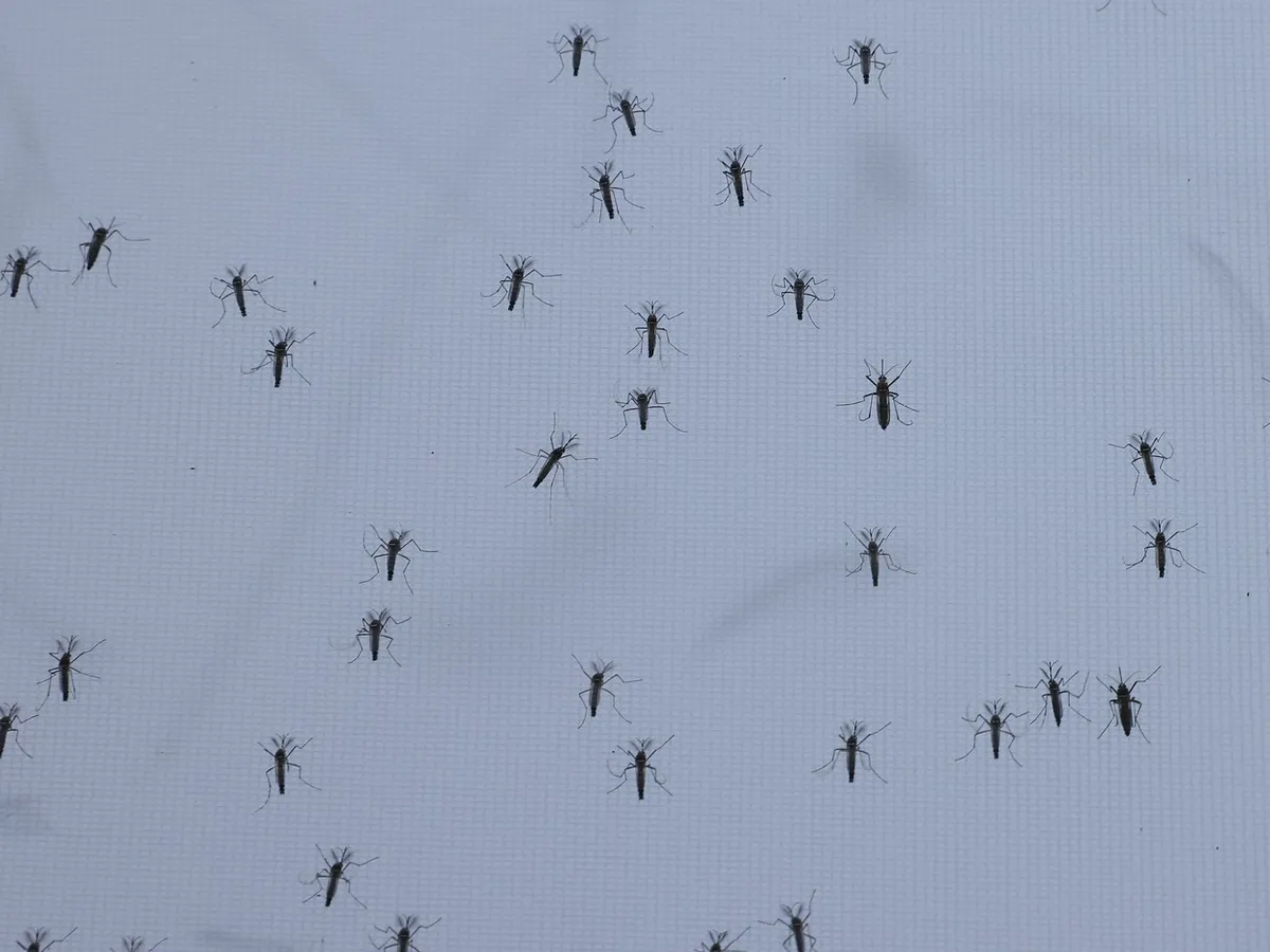 Țânțari - Foto: Profimedia Images