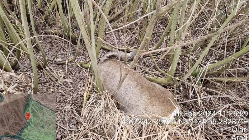 De ce au murit zeci de căprioare. A fost deschis şi un dosar penal pentru asta - Foto: IGPR