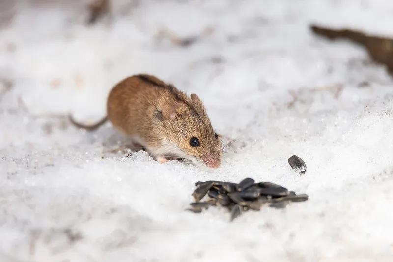 Șoarece iarna - Foto: Freepik (Imagine cu rol ilustrativ)