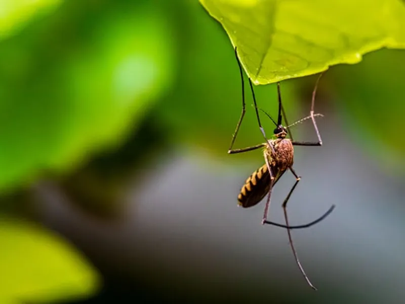 Alertă în Capitală din cauza țânțarilor purtători ai virusului West Nile/FOTO: Unsplash