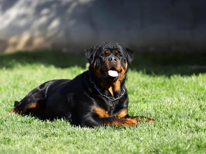 Un Rottweiler ucide o bunică și mușcă grav 2 copii. Stăpânul e achitat. Câinele, adoptat. E revoltă - Foto: Freepik