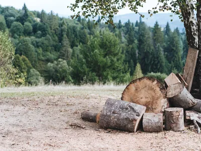 Păduri - Foto: Freepik (Imagine cu rol ilustrativ)