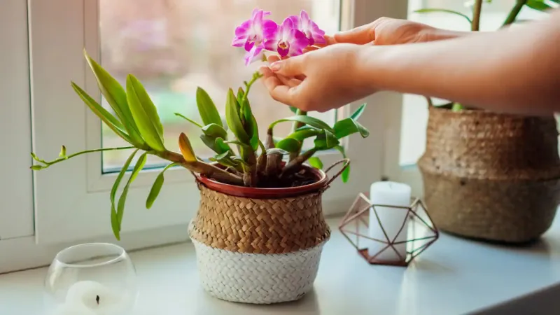 Trucul simplu prin care îți readuci la viață orhideea. Leguma care te ajută în câteva minute - Foto: Istock / imagine cu rol ilustrativ