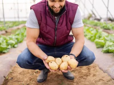 Cum să pregătești cartofii de sămânță în februarie. Primele răsaduri vor apărea în martie - Foto: Freepik (Imagine cu rol ilustrativ)