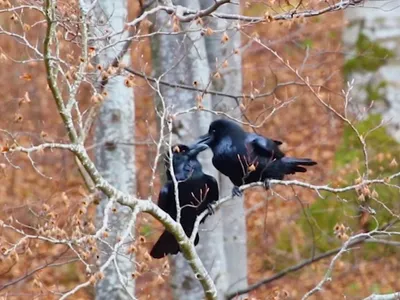 Doi corbi surprinși fiind afectuoși în Parcul Natural Bucegi - Foto: Captură video