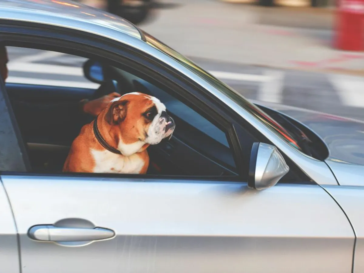 Buldog englez în maşină, pe locul din dreapta al şoferului - Foto: Pexels/Tim Gouw