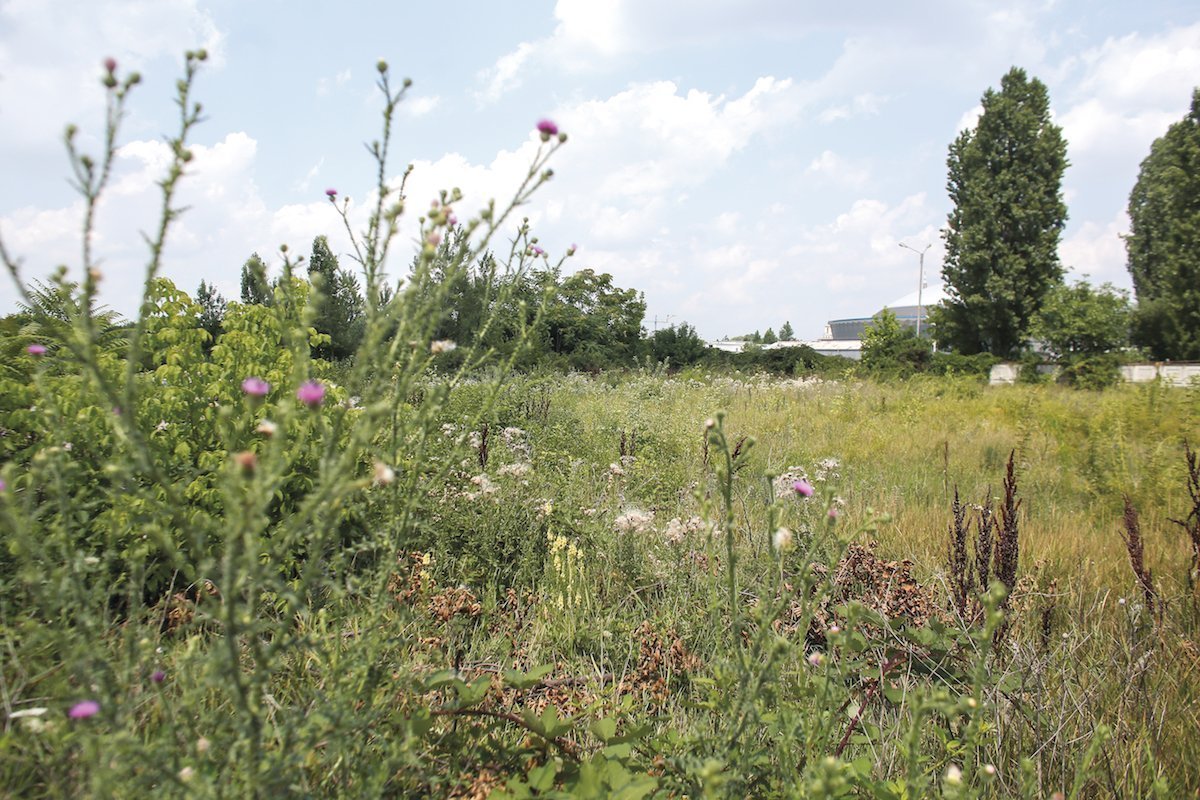 NEGLIJENȚĂ Pe locul fostului hipodrom au crescut, pe hectare întregi, buruieni