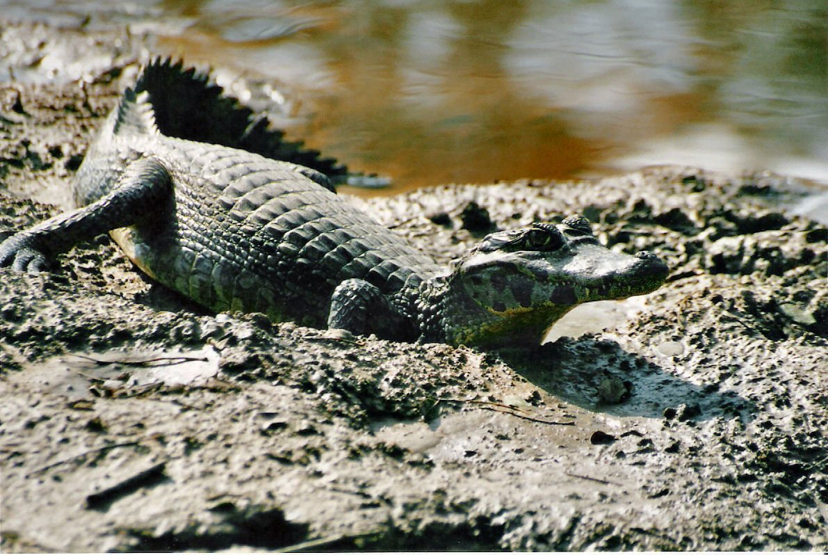 Foto: Wikipedia